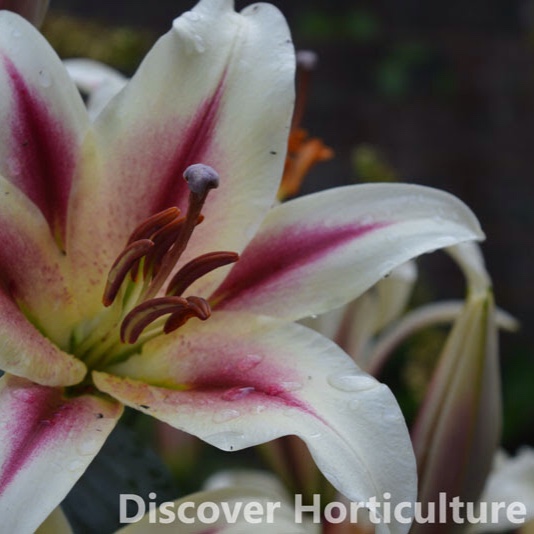 Lilium 'Playtime' syn. Lilium 'Starburst', Lily 'Playtime' (Oriental ...