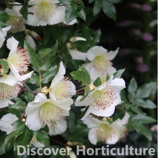 Brush Bush in the GardenTags plant encyclopedia