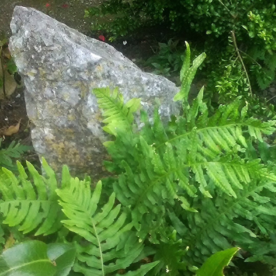 Polystichum, Shield Fern in GardenTags plant encyclopedia