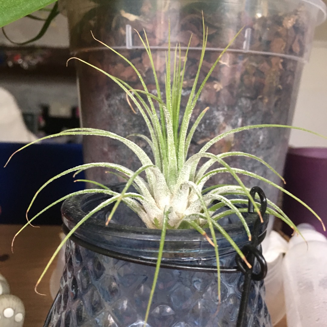 Air Plant Guatemala in the GardenTags plant encyclopedia