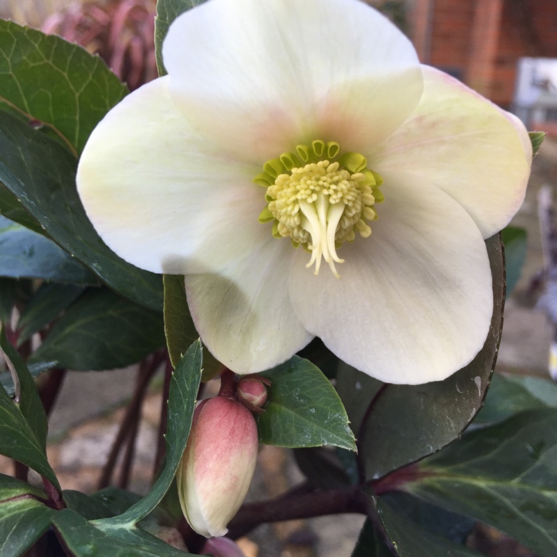 Hellebore HGC Snow Dance in the GardenTags plant encyclopedia