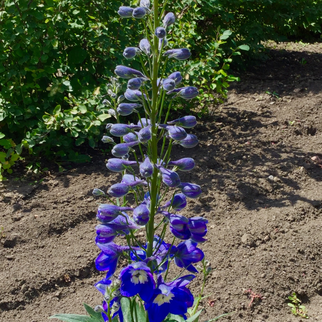 Delphinium Pacific Blue Bird in the GardenTags plant encyclopedia