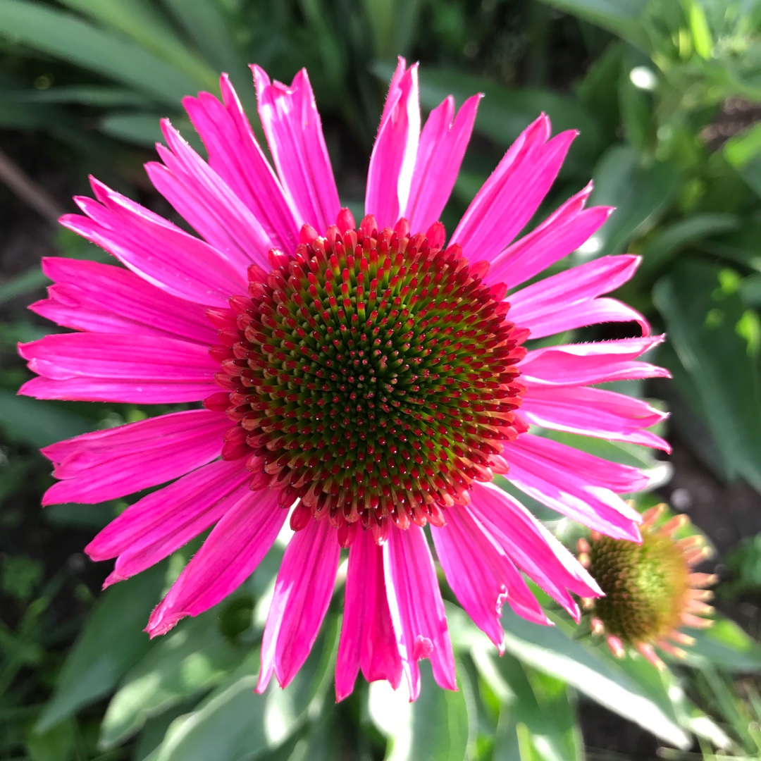 Coneflower Delicious Candy in the GardenTags plant encyclopedia