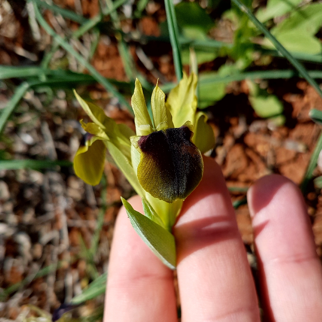 Widow Iris in the GardenTags plant encyclopedia