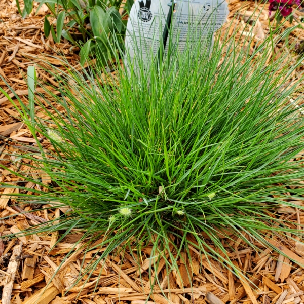 Dwarf Fountain Grass Little Bunny in the GardenTags plant encyclopedia