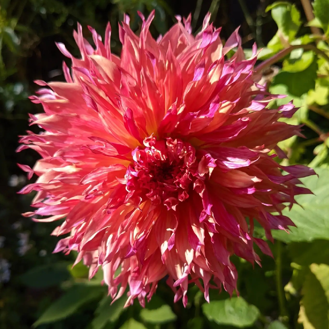 Dahlia Myrtles Folly (Fimbriated) in the GardenTags plant encyclopedia