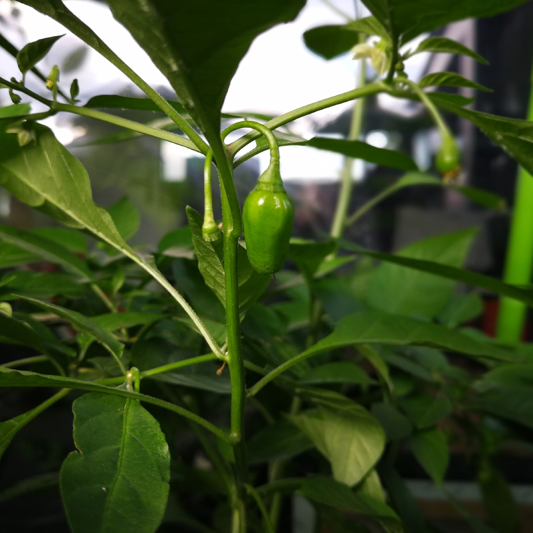 Habanero Peruvian White in the GardenTags plant encyclopedia