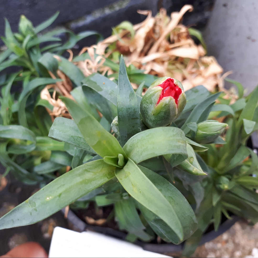 Pot Carnation Adorable Tess in the GardenTags plant encyclopedia