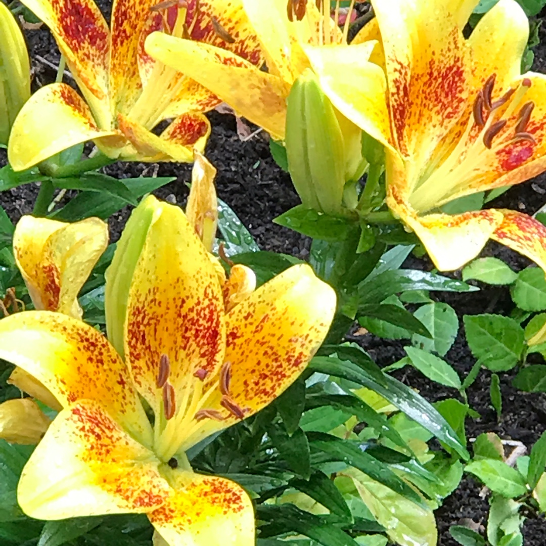 Lily Tiny Orange Sensation (Asiatic) in the GardenTags plant encyclopedia