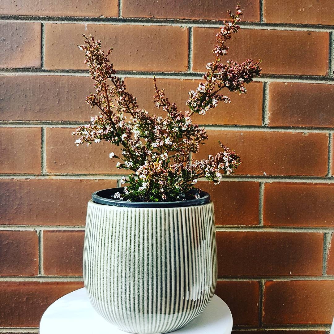 Fringed Heath-myrtle in the GardenTags plant encyclopedia