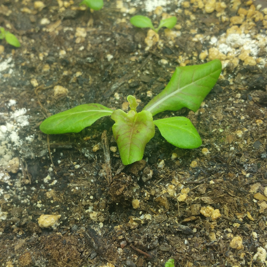 Lettuce Bronze Beauty in the GardenTags plant encyclopedia