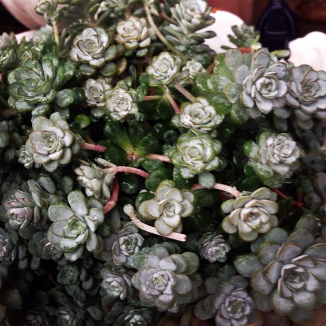 Stonecrop Silver Blob in the GardenTags plant encyclopedia