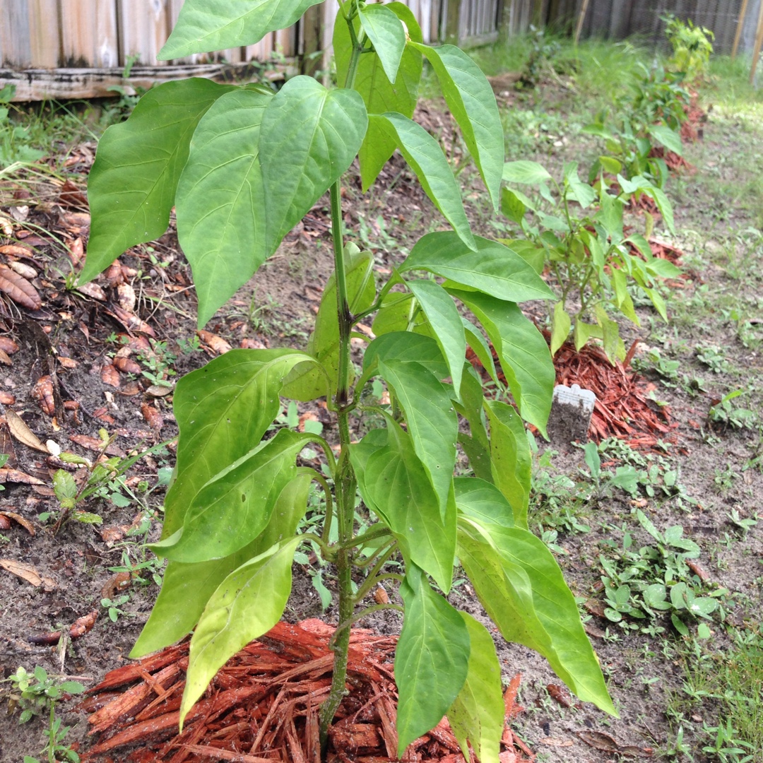 Sweet Pepper Bonnie Bell Red in the GardenTags plant encyclopedia