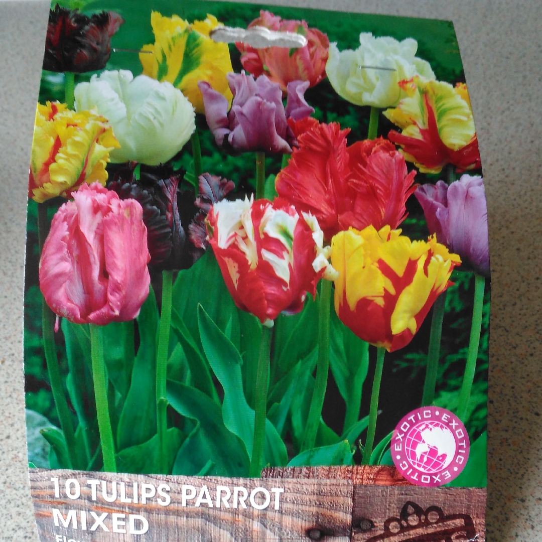 Tulip (Parrot Group) in the GardenTags plant encyclopedia