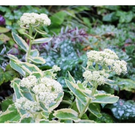 Hylotelephium Frosty Morn in the GardenTags plant encyclopedia