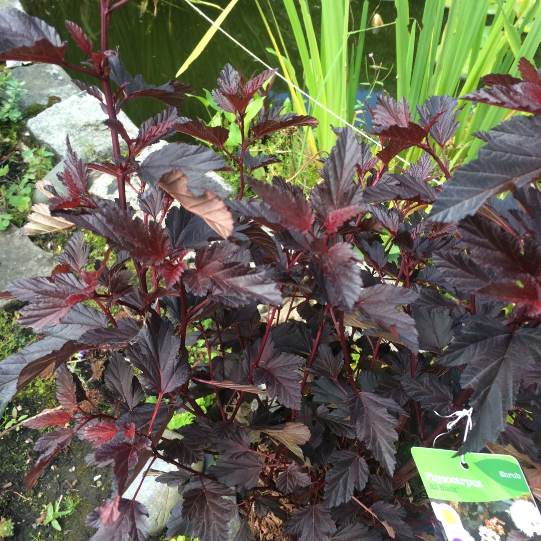 Ninebark All Black in the GardenTags plant encyclopedia