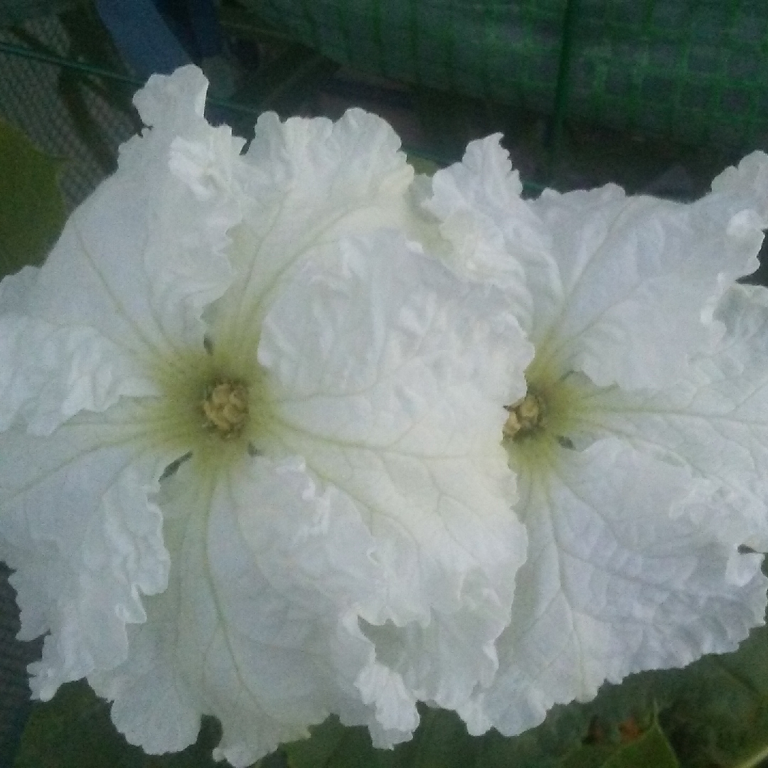 Bottle Gourd in the GardenTags plant encyclopedia