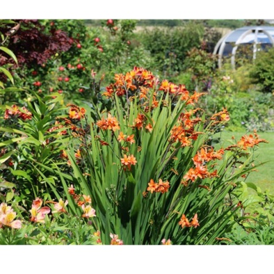 Montbretia Okavango in the GardenTags plant encyclopedia