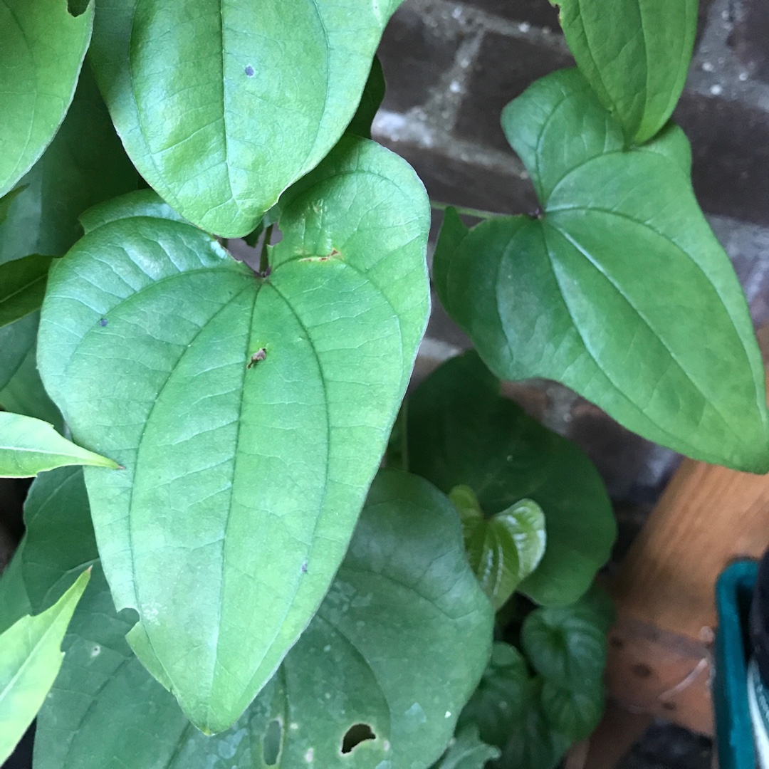 Hardy Yam in the GardenTags plant encyclopedia