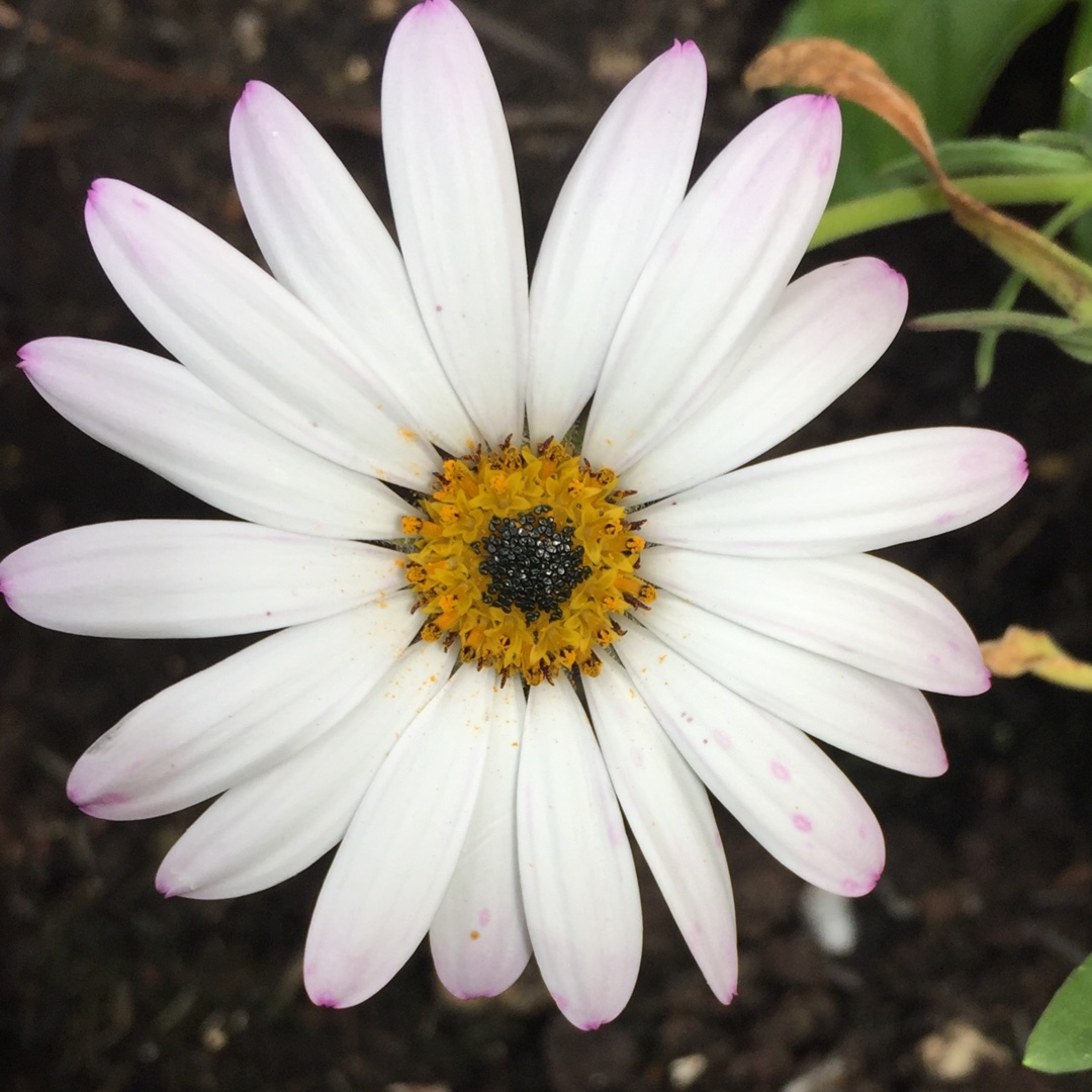 African Daisy Lady Leitrim in the GardenTags plant encyclopedia