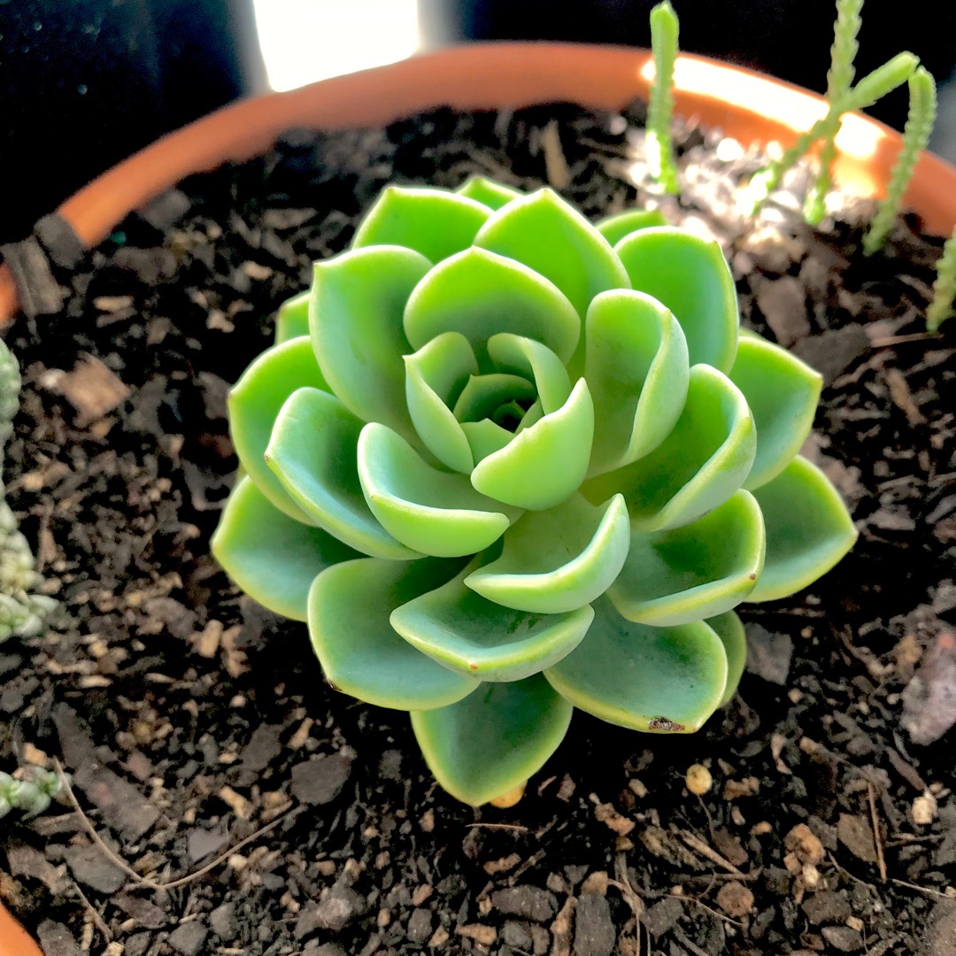 Echeveria Bees Knees in the GardenTags plant encyclopedia