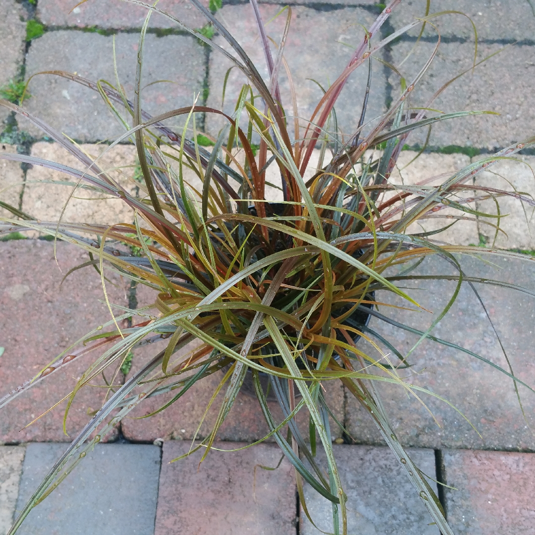 Red Hook Sedge Grass in the GardenTags plant encyclopedia