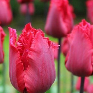 Tulip Red Hat (Fringed) in the GardenTags plant encyclopedia