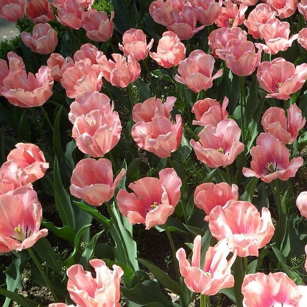 Tulip Apricot Perfection (Triumph) in the GardenTags plant encyclopedia