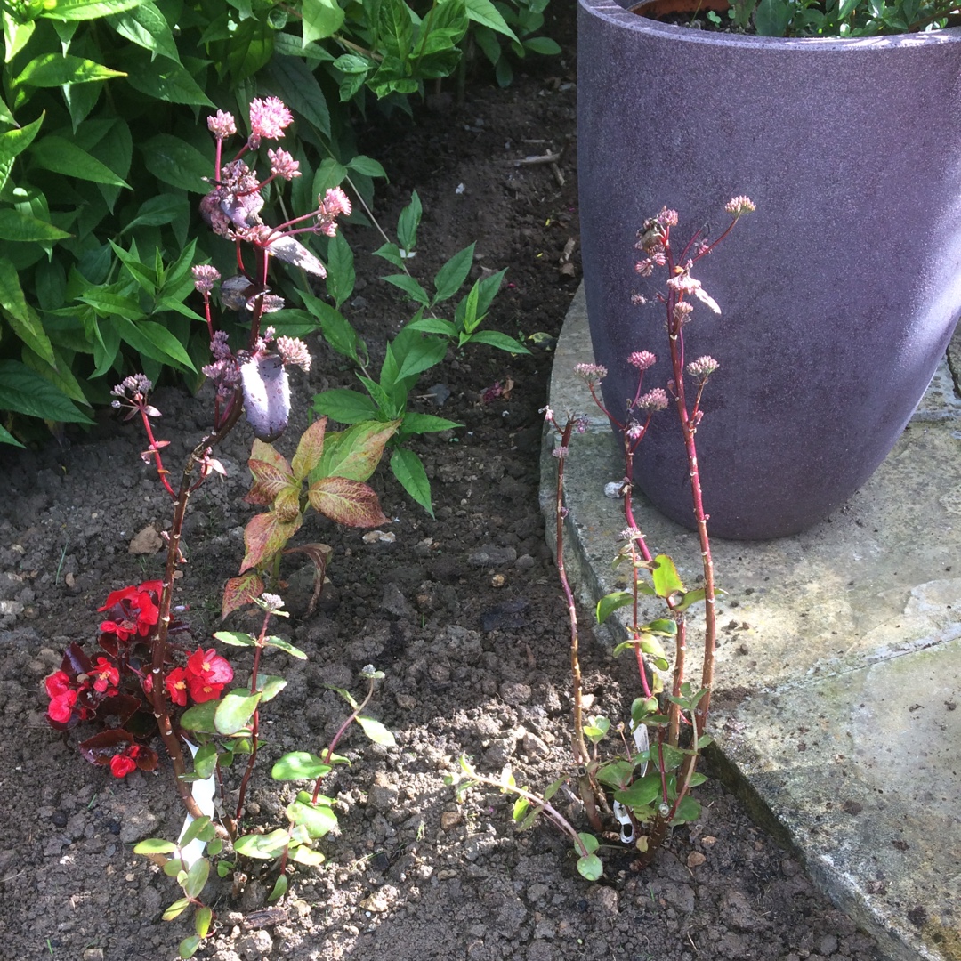 Stonecrop Bon Bon in the GardenTags plant encyclopedia