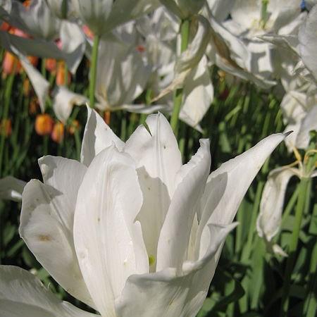 Tulip White Triumphator (Lily-flowered) in the GardenTags plant encyclopedia