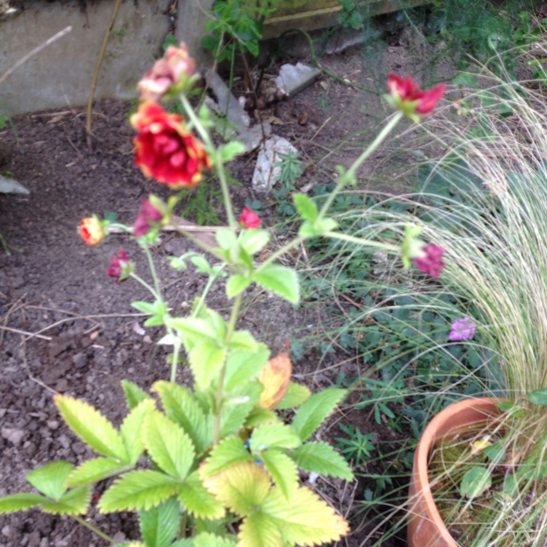 Cinquefoil Arc-en-ciel in the GardenTags plant encyclopedia