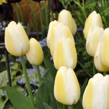 Tulip Angels Wish (Single Late) in the GardenTags plant encyclopedia