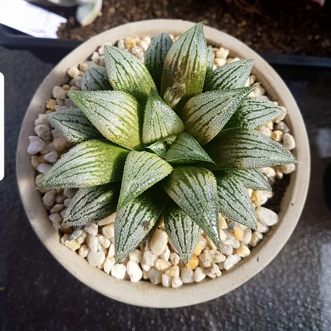 Haworthia Silver Kiwi in the GardenTags plant encyclopedia