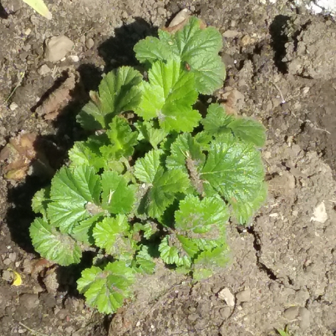 Avens Queen of Orange in the GardenTags plant encyclopedia