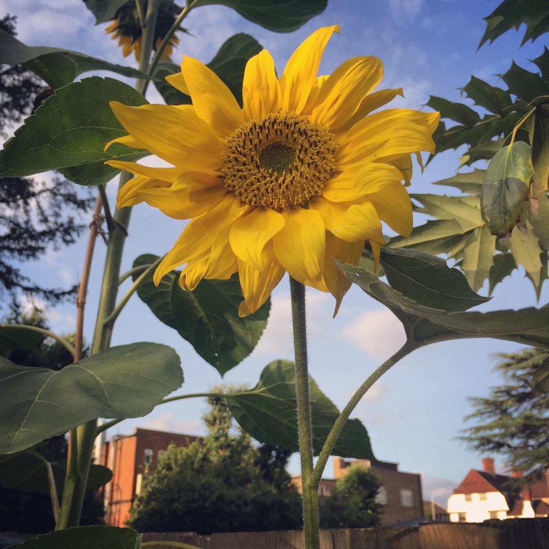 Sunflower Giraffe in the GardenTags plant encyclopedia