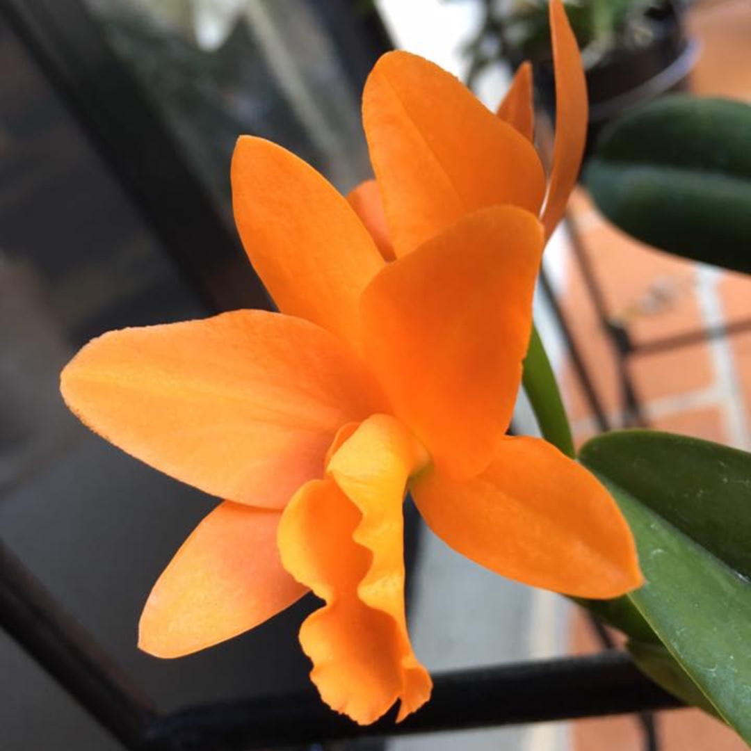 x Laeliocattleya Trick or Treat Orange Princess in the GardenTags plant encyclopedia