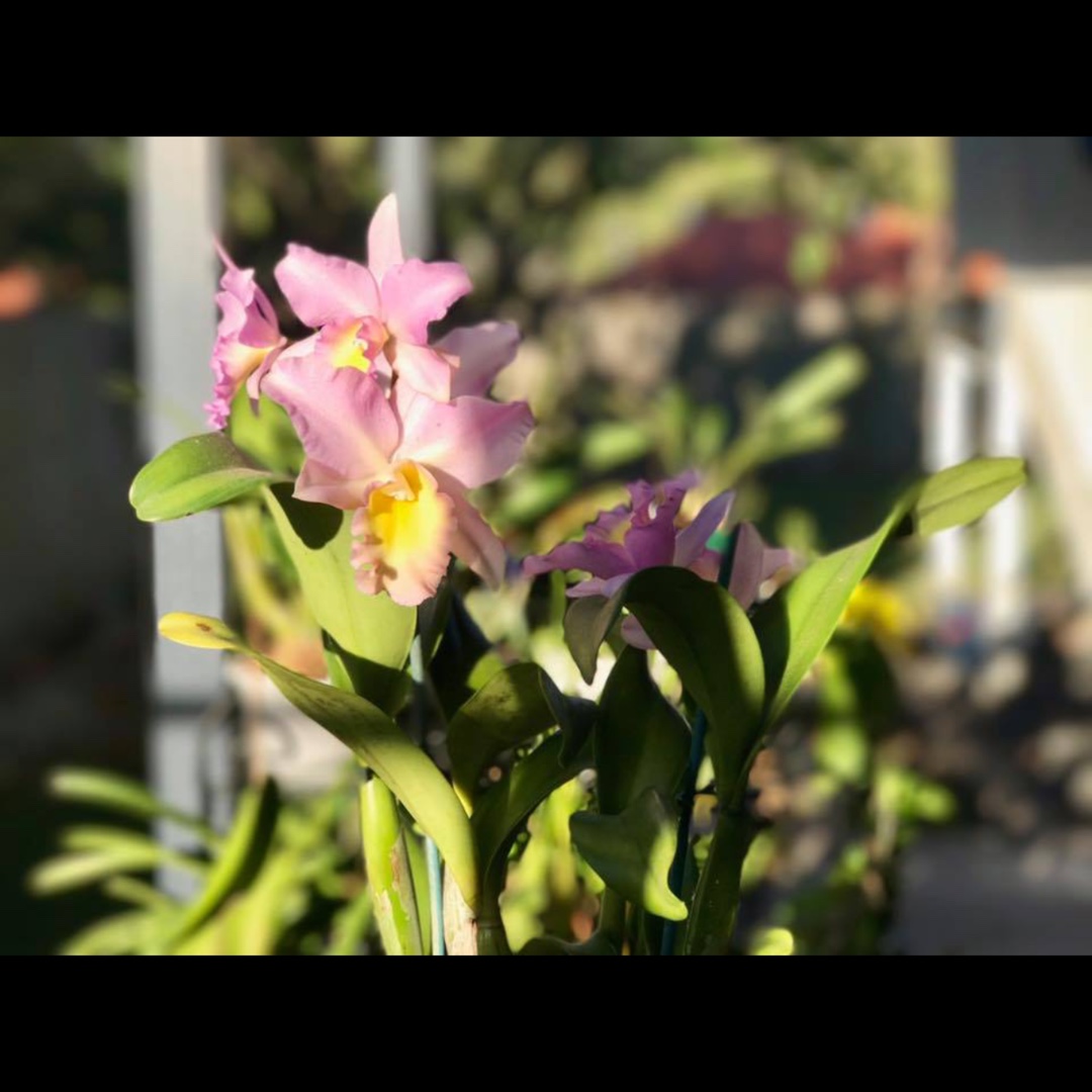 Brassolaeliocattleya pokai tangerine x c narooma in the GardenTags plant encyclopedia