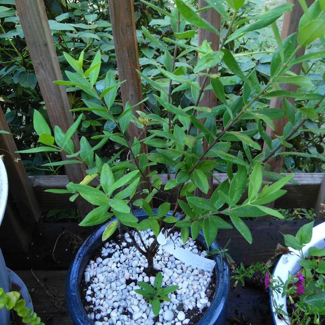 Lilac Daphne in the GardenTags plant encyclopedia