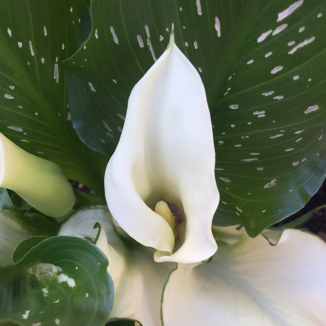 Calla Lily White Flirt in the GardenTags plant encyclopedia