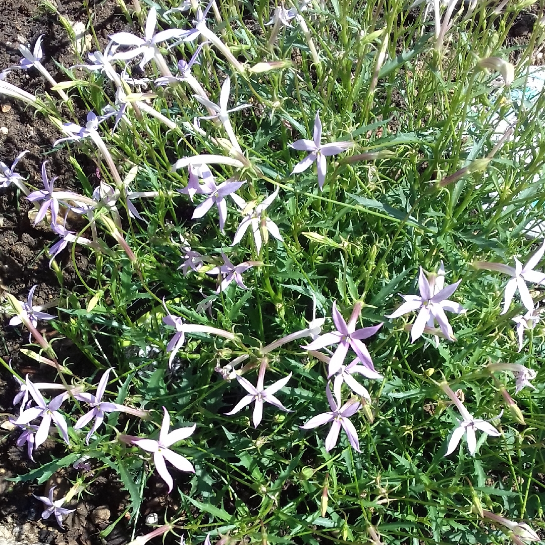 Rock Isotome in the GardenTags plant encyclopedia