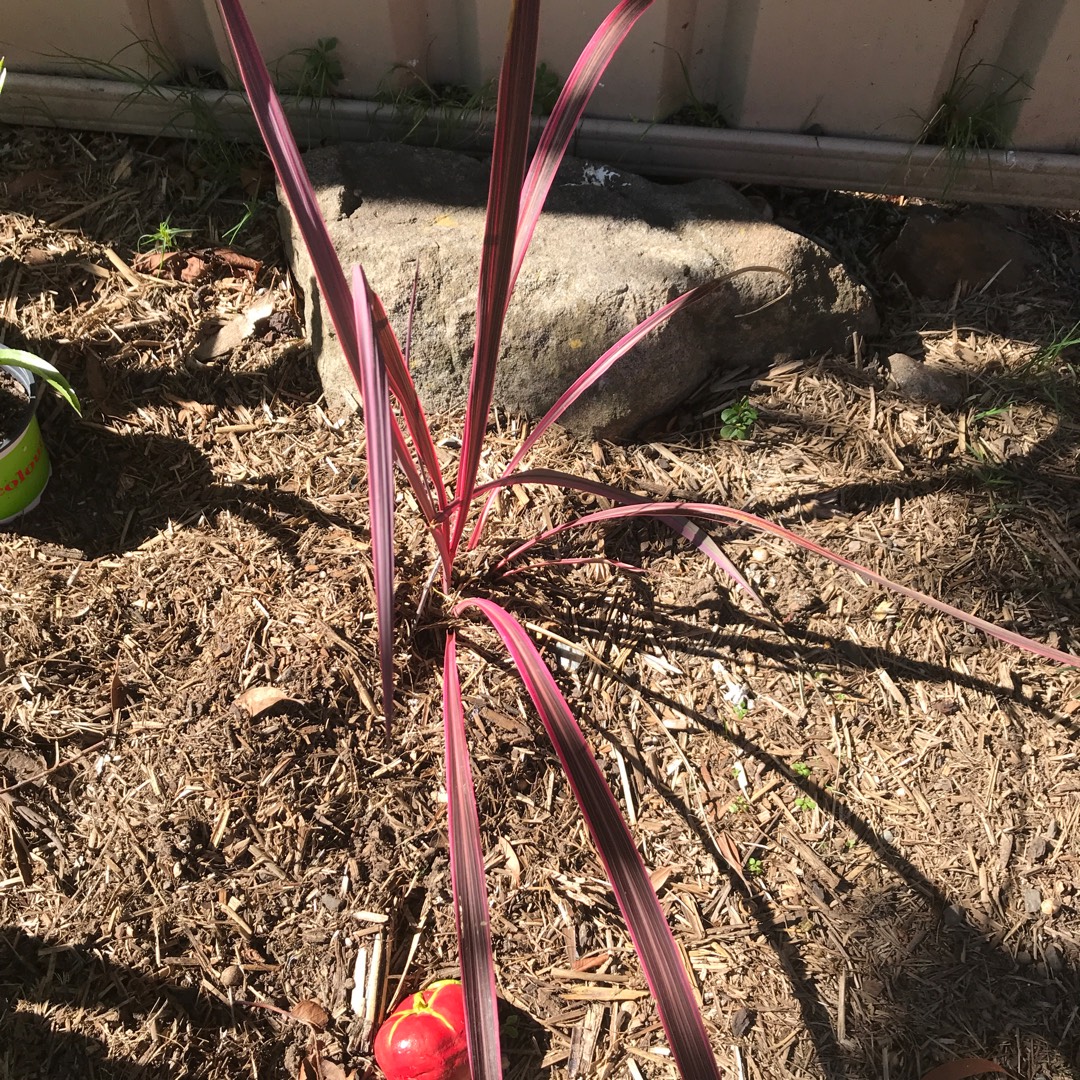 New Zealand Flax Joker in the GardenTags plant encyclopedia