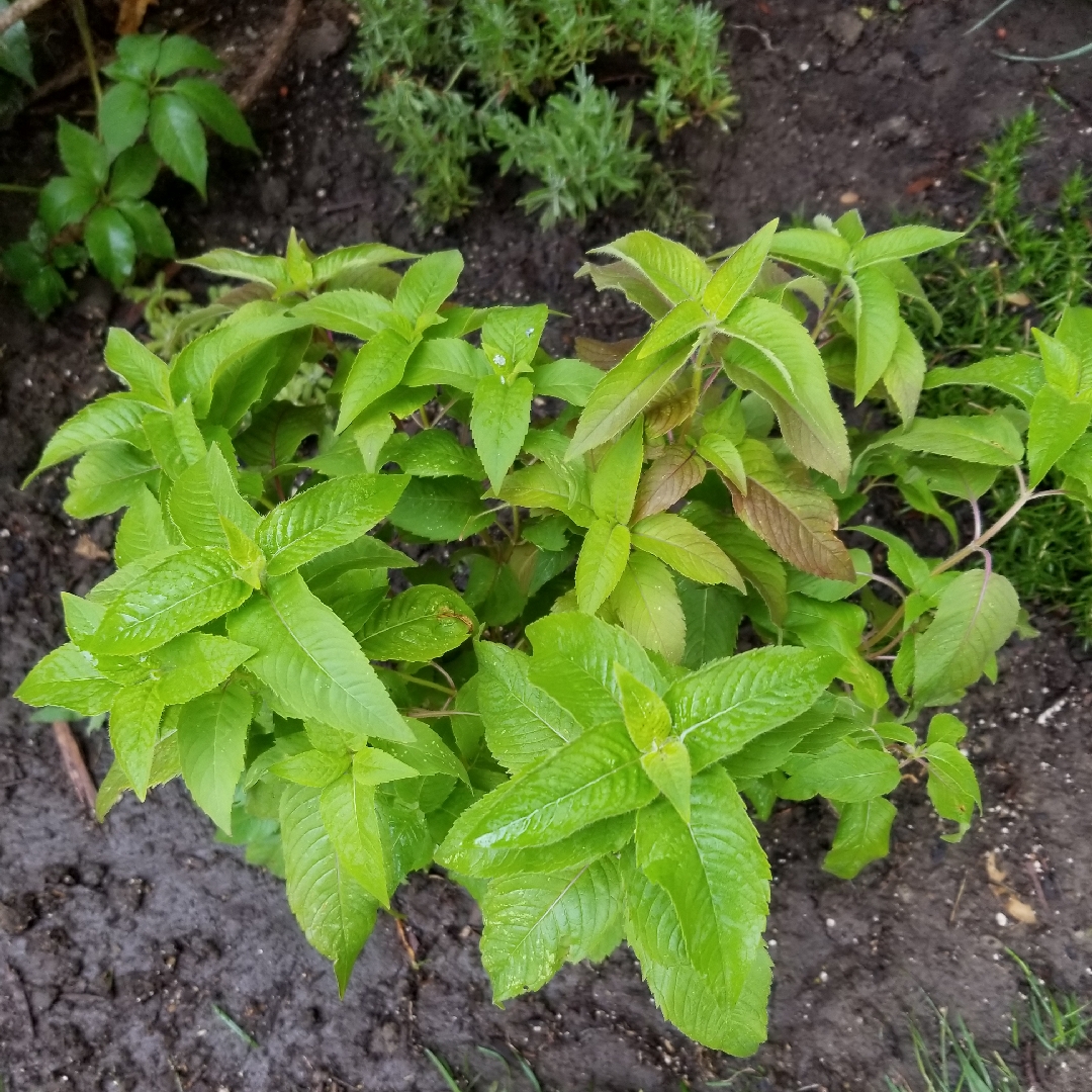 Bee Balm Panorama Mix in the GardenTags plant encyclopedia