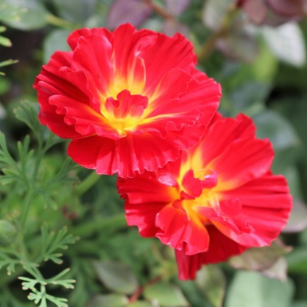 California Poppy Cherry Swirl in the GardenTags plant encyclopedia