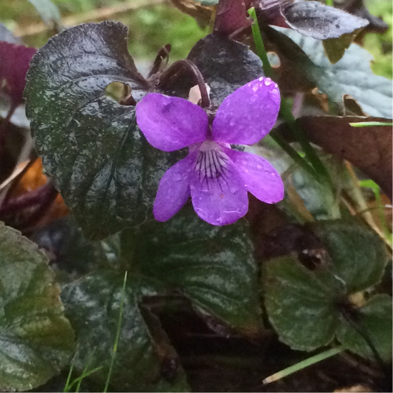 Common dog-violet in the GardenTags plant encyclopedia