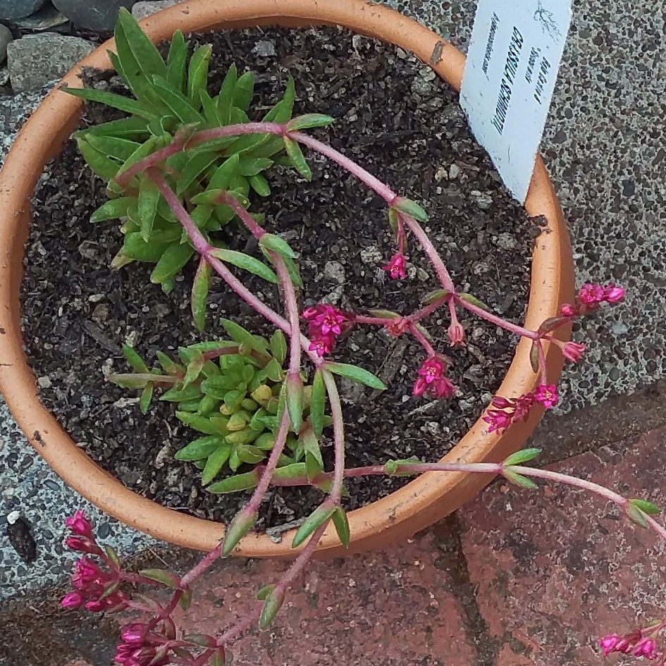 Fairy Tongue in the GardenTags plant encyclopedia