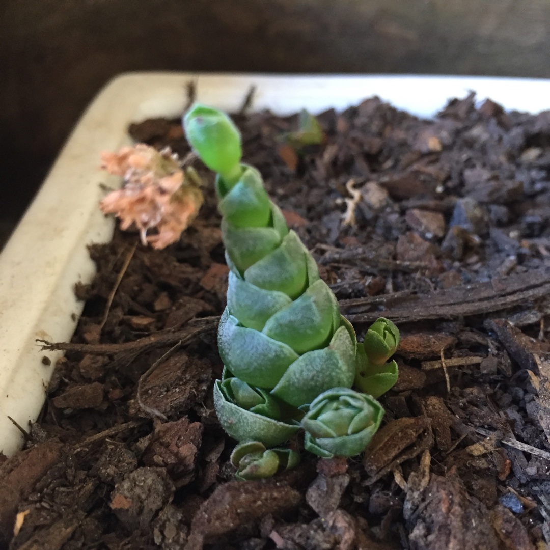 Crassula Emerald in the GardenTags plant encyclopedia