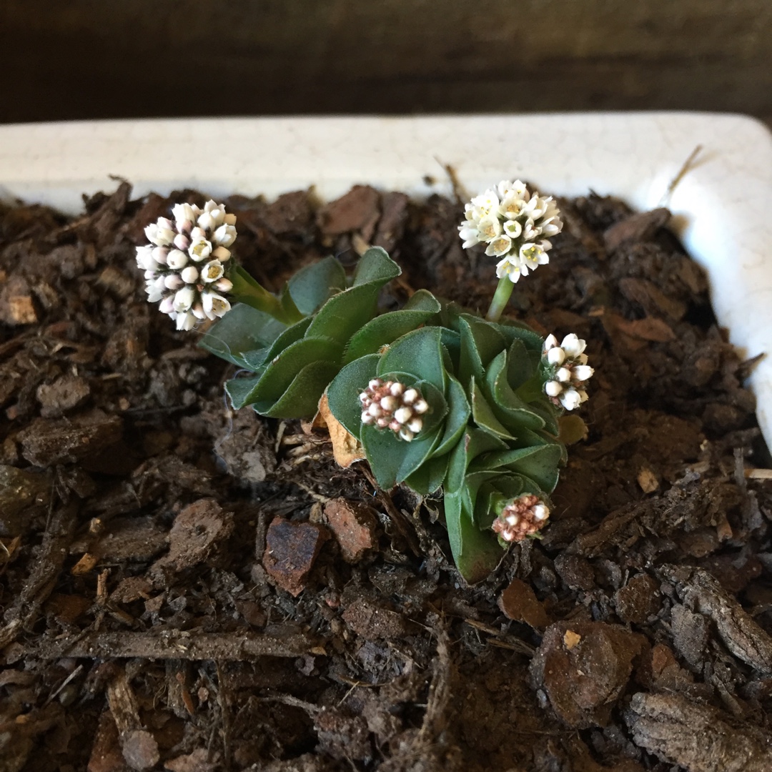 Crassula socialis in the GardenTags plant encyclopedia