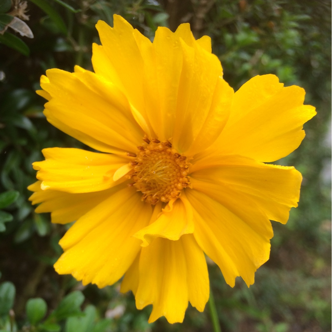 Tickseed Mayfield Giant in the GardenTags plant encyclopedia