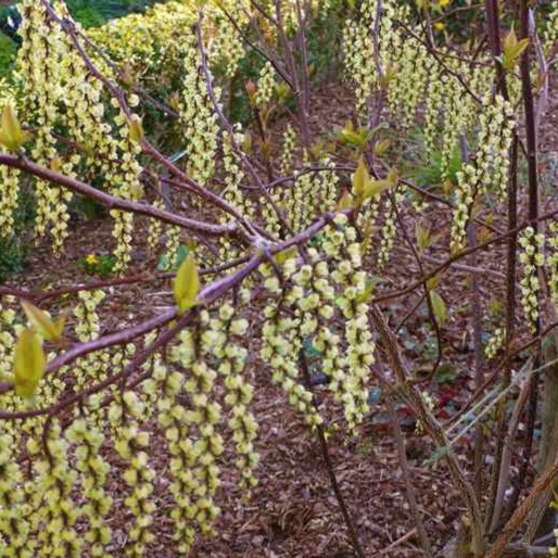 Chinese stachyurus Celina in the GardenTags plant encyclopedia