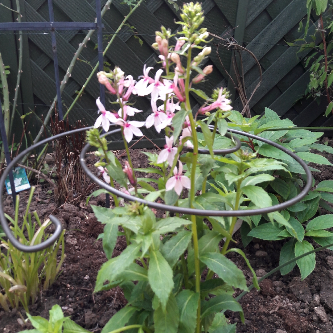 Lobelia Compton Pink in the GardenTags plant encyclopedia